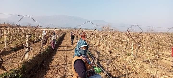Sarıgöl’de üzüm bağlarında hummalı çalışma başladı