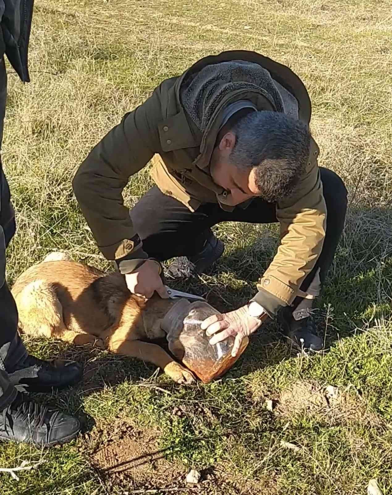 Başı plastik kaba sıkışan köpeği vatandaş kurtardı