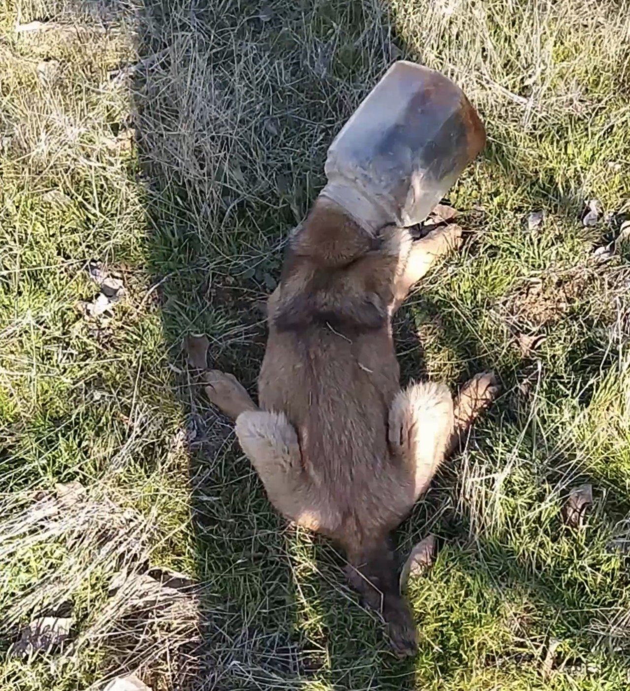 Başı plastik kaba sıkışan köpeği vatandaş kurtardı