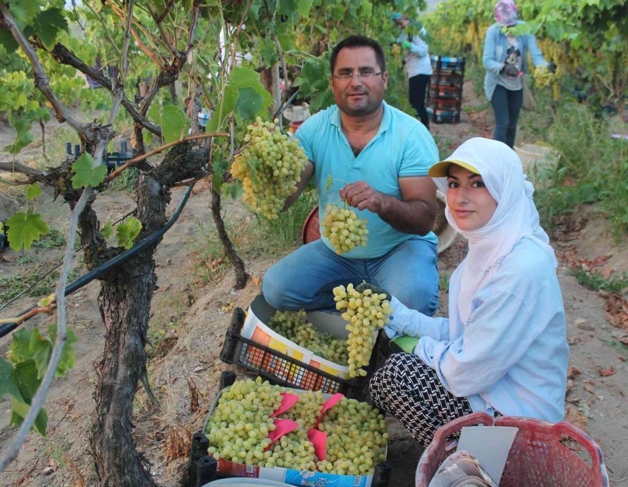 Üzümde rakip ülke sayısı arttı, ihracatta düşüş yaşandı