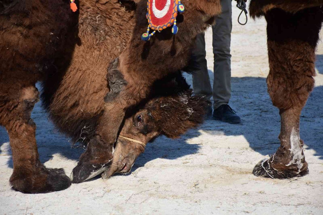 Aydın’da yılın ilk güreşi sessiz yapıldı