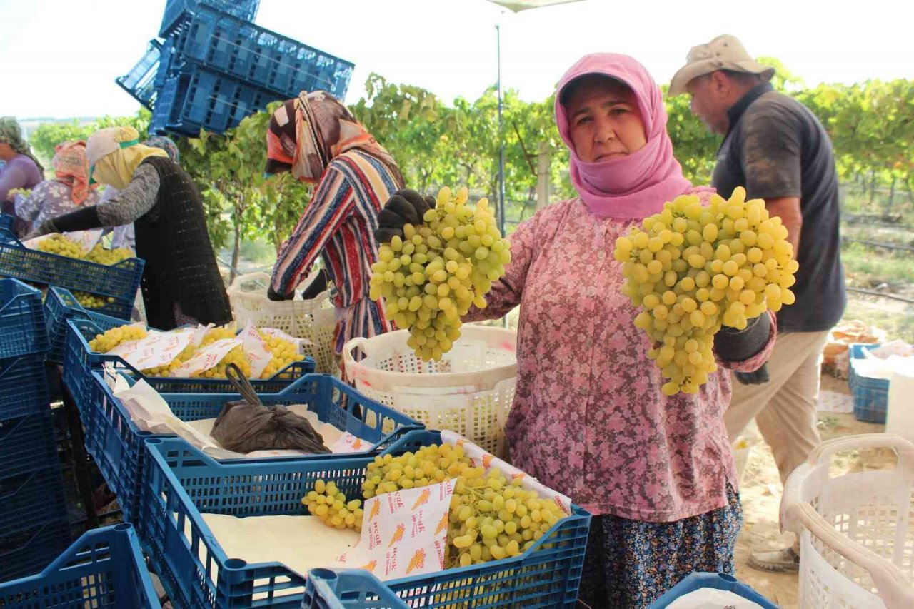 Üzümde rakip ülke sayısı arttı, ihracatta düşüş yaşandı