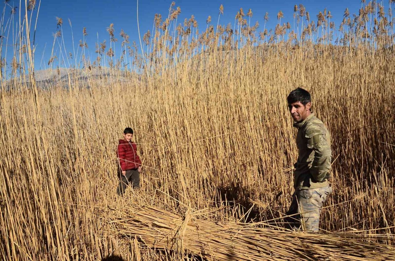 Gökgöl’ün saz otu Avrupa’ya ihraç ediliyor