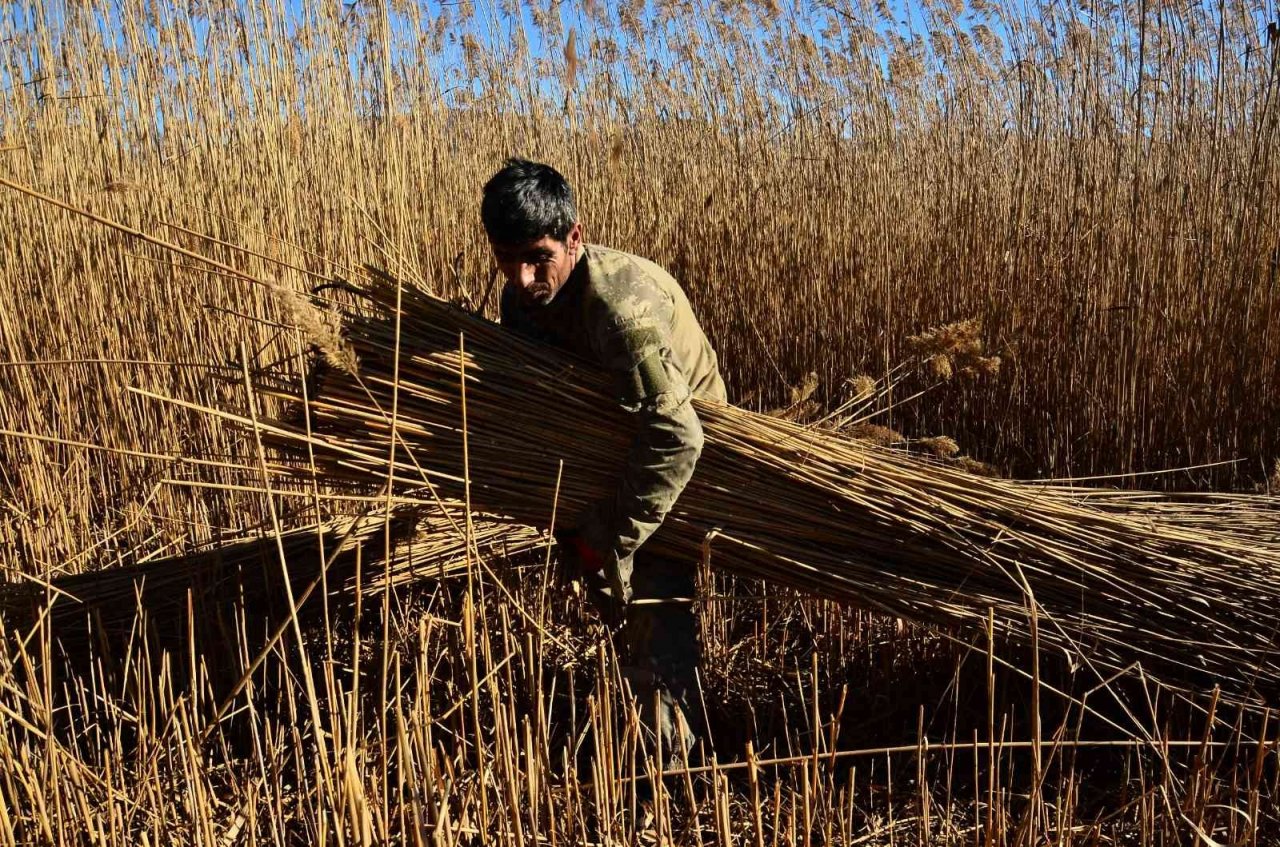 Gökgöl’ün saz otu Avrupa’ya ihraç ediliyor
