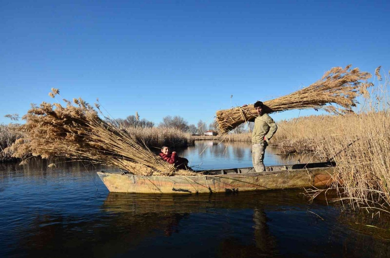 Gökgöl’ün saz otu Avrupa’ya ihraç ediliyor