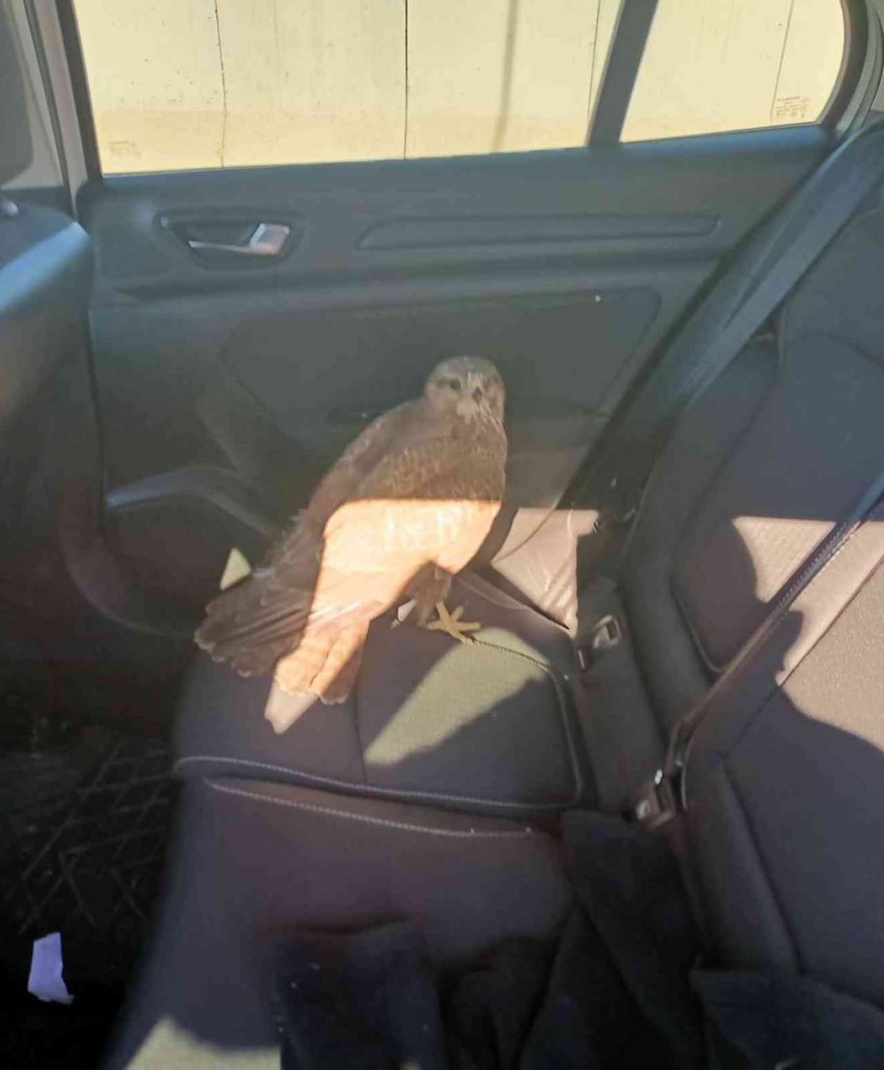 Otoyolda bulduğu yaralı kızıl şahine sahip çıktı