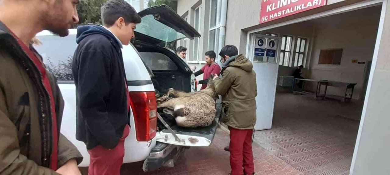 Tedavisi tamamlanan dağ keçisi doğaya salındı