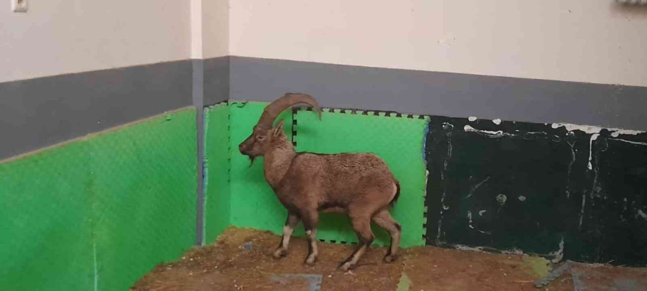 Tedavisi tamamlanan dağ keçisi doğaya salındı