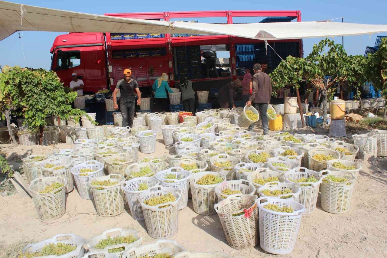 Üzümde rakip ülke sayısı arttı, ihracatta düşüş yaşandı
