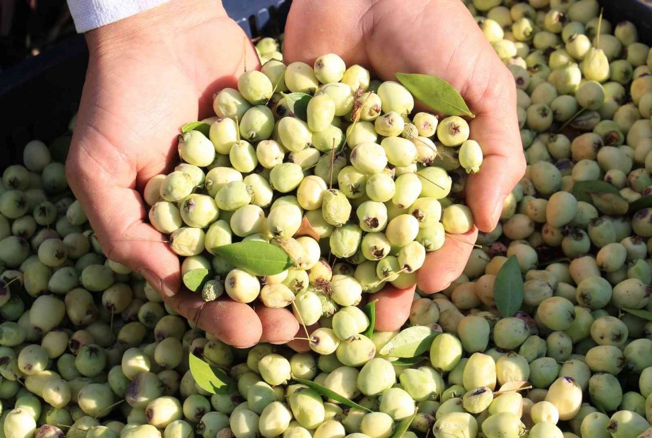 Tam bir şifa deposu: Bir ağacı 200 kiloya kadar ürün veriyor