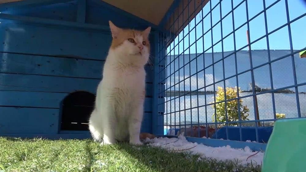 Kırıkkale’de 2 bin 380 ev hayvanı kayıt altına alındı