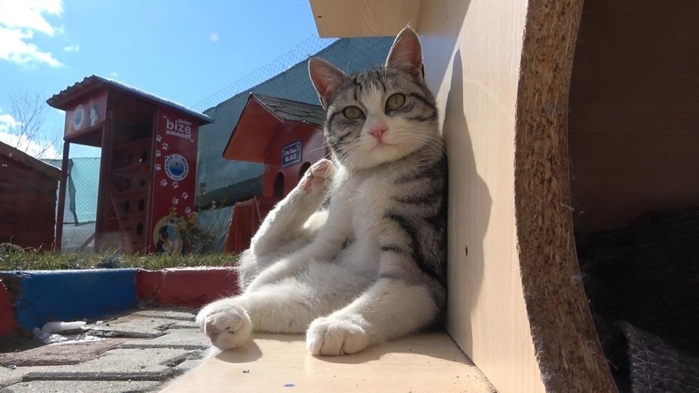 Kırıkkale’de 2 bin 380 ev hayvanı kayıt altına alındı