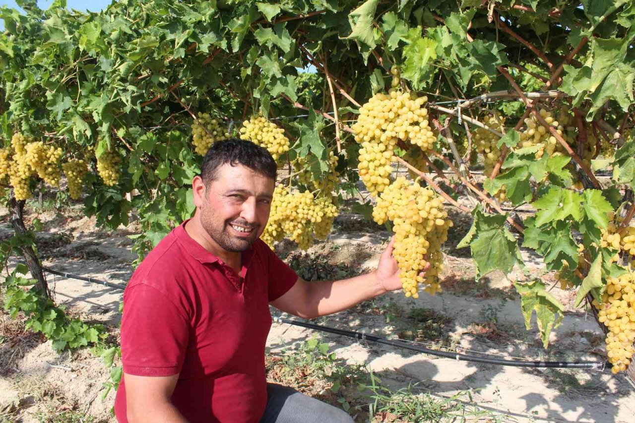 Üzümde rakip ülke sayısı arttı, ihracatta düşüş yaşandı