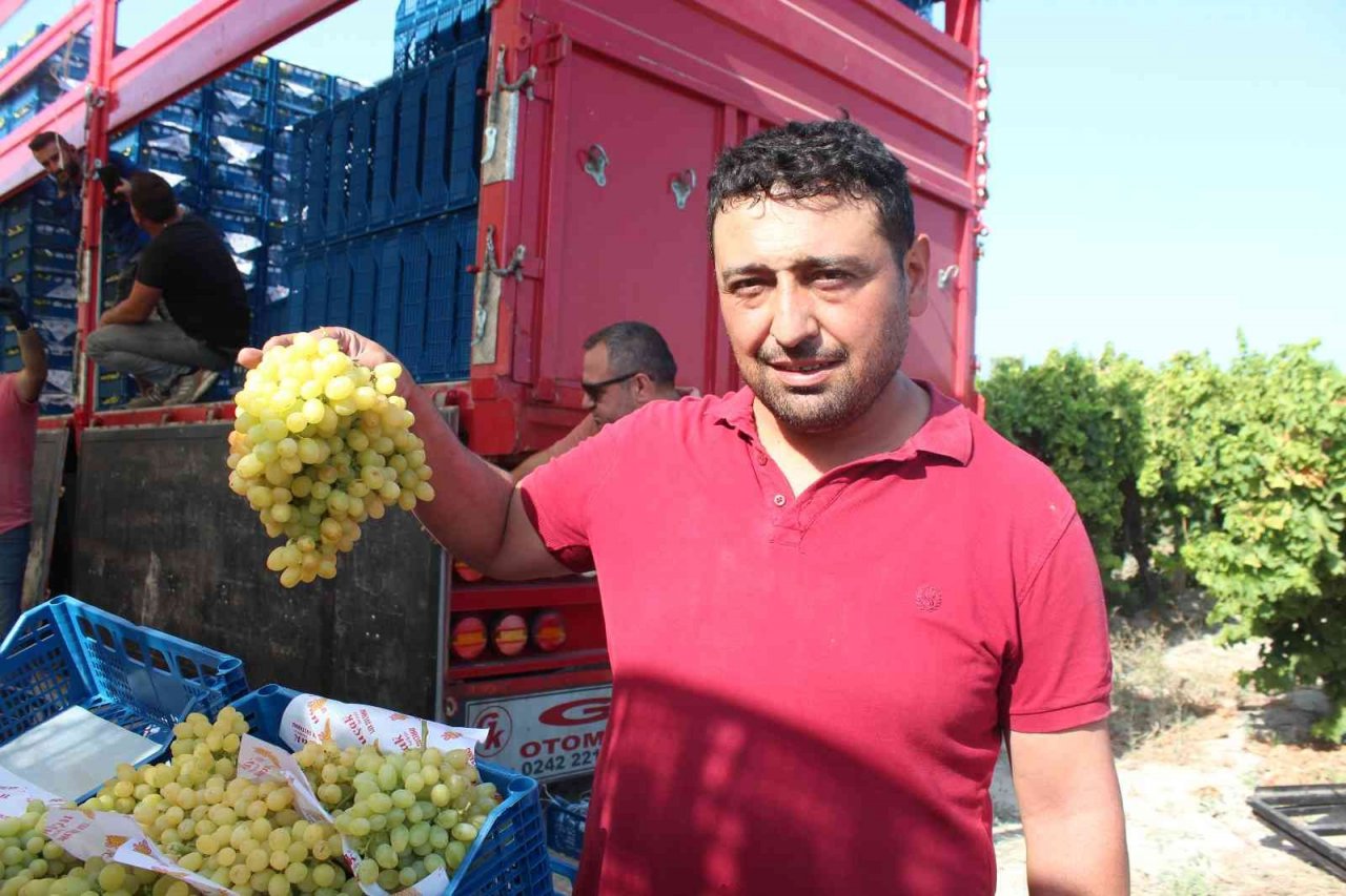 Üzümde rakip ülke sayısı arttı, ihracatta düşüş yaşandı