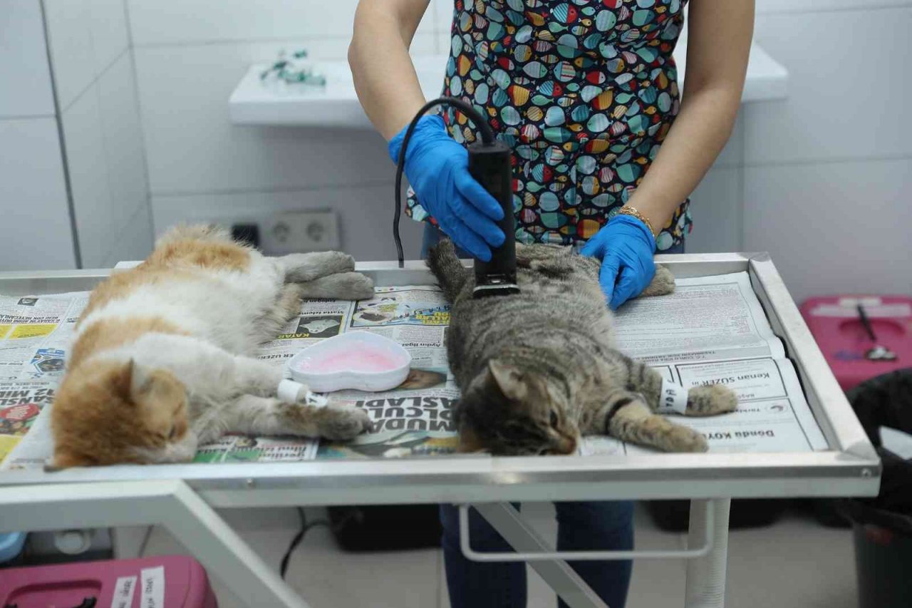 Seyhan’da bin 236 sokak kedisini ücretsiz olarak kısırlaştırdı