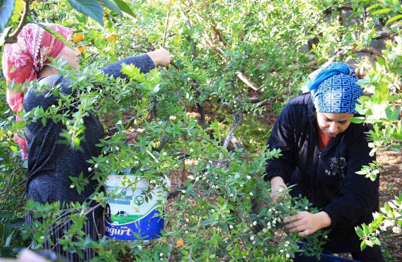Tam bir şifa deposu: Bir ağacı 200 kiloya kadar ürün veriyor