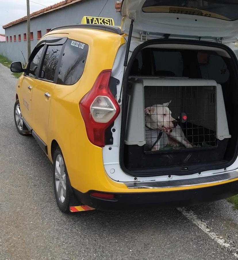 Hayvan dostu taksi
