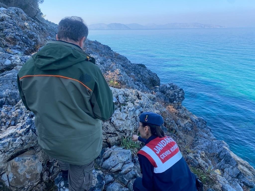 Jandarmadan “endemik tür” devriyesi