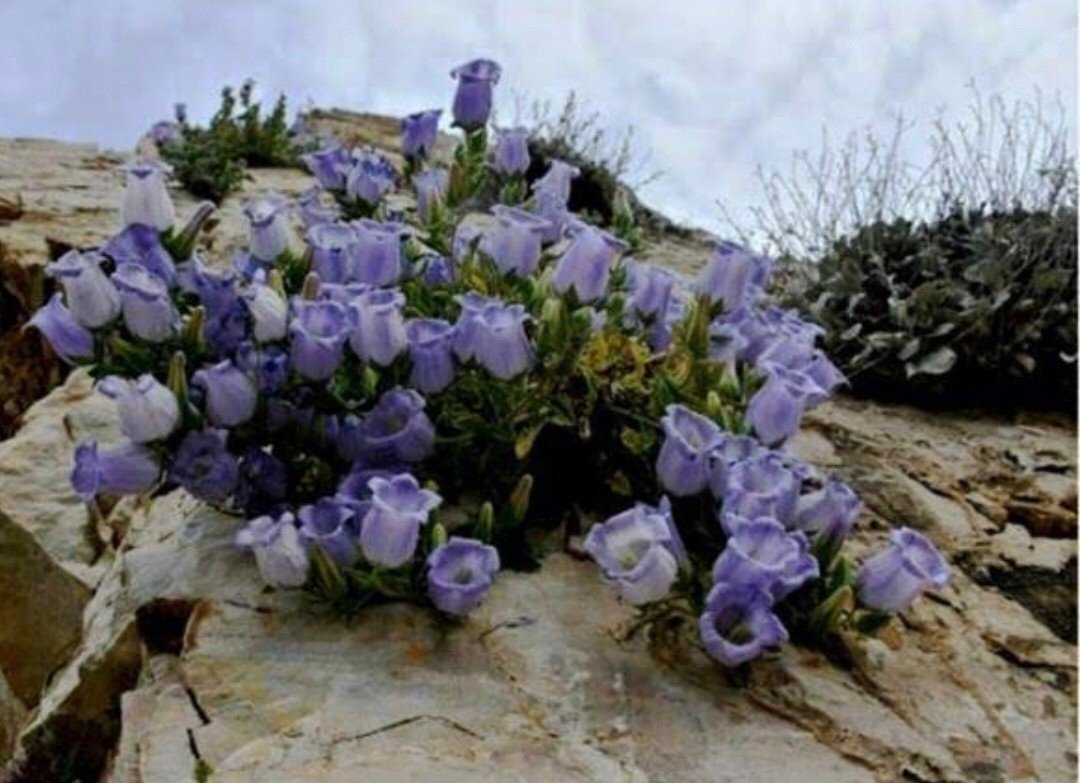 Jandarmadan “endemik tür” devriyesi