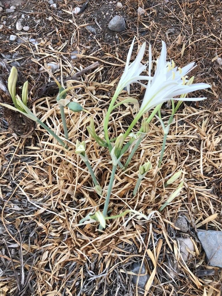 Jandarmadan “endemik tür” devriyesi