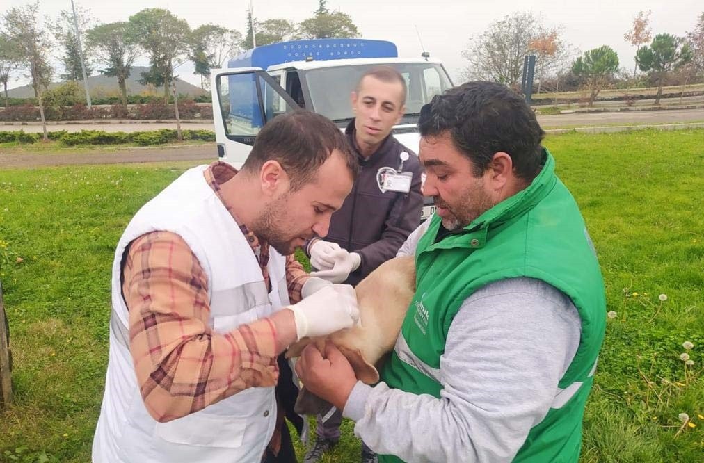 Başkan Sandıkçı: “Sokaktaki can dostlarımız bize emanet”