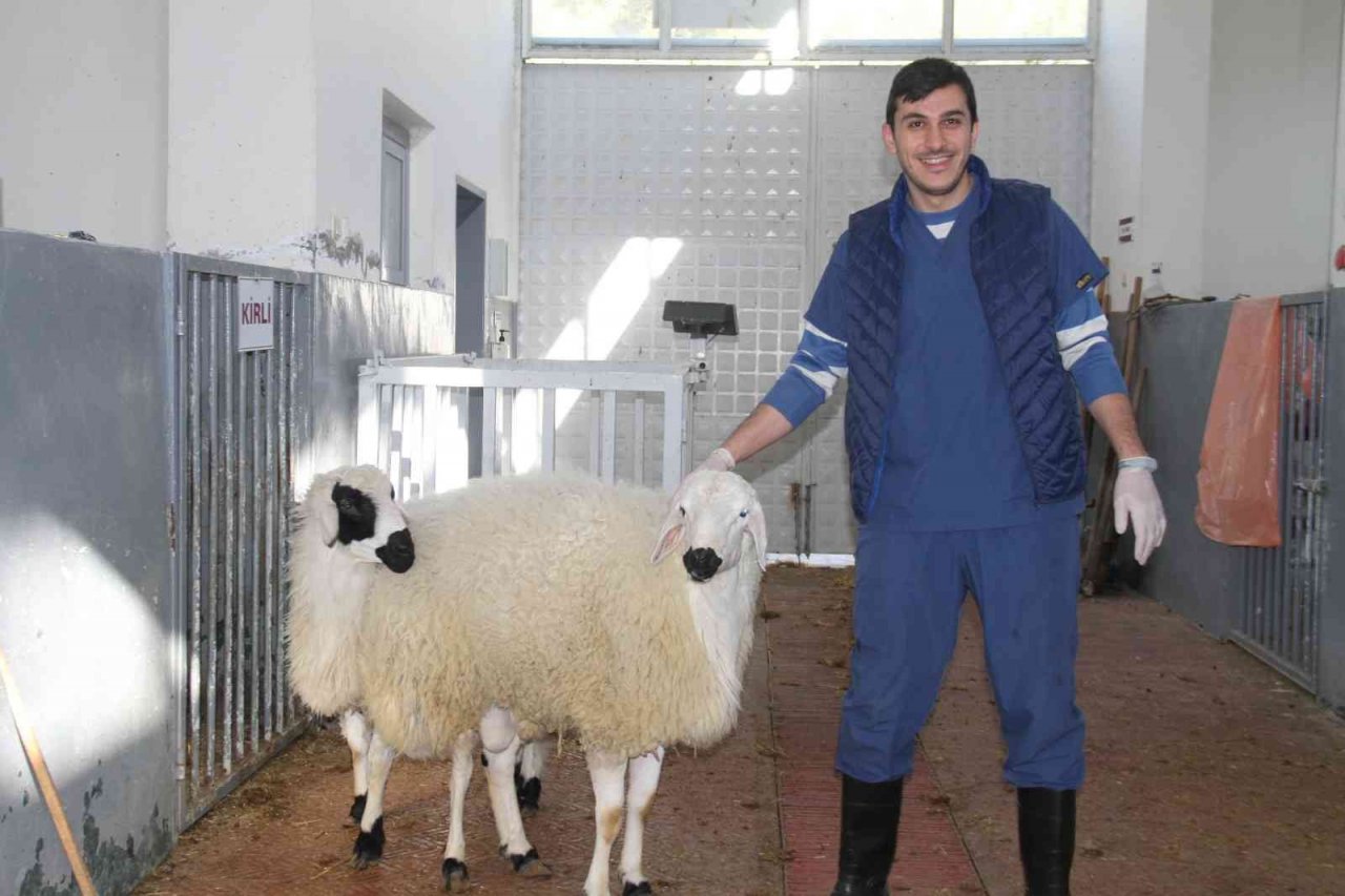 Fırat Üniversitesi Hayvan Hastanesi’nde bir yıl 7 bin 600 hayvan tedavi edildi