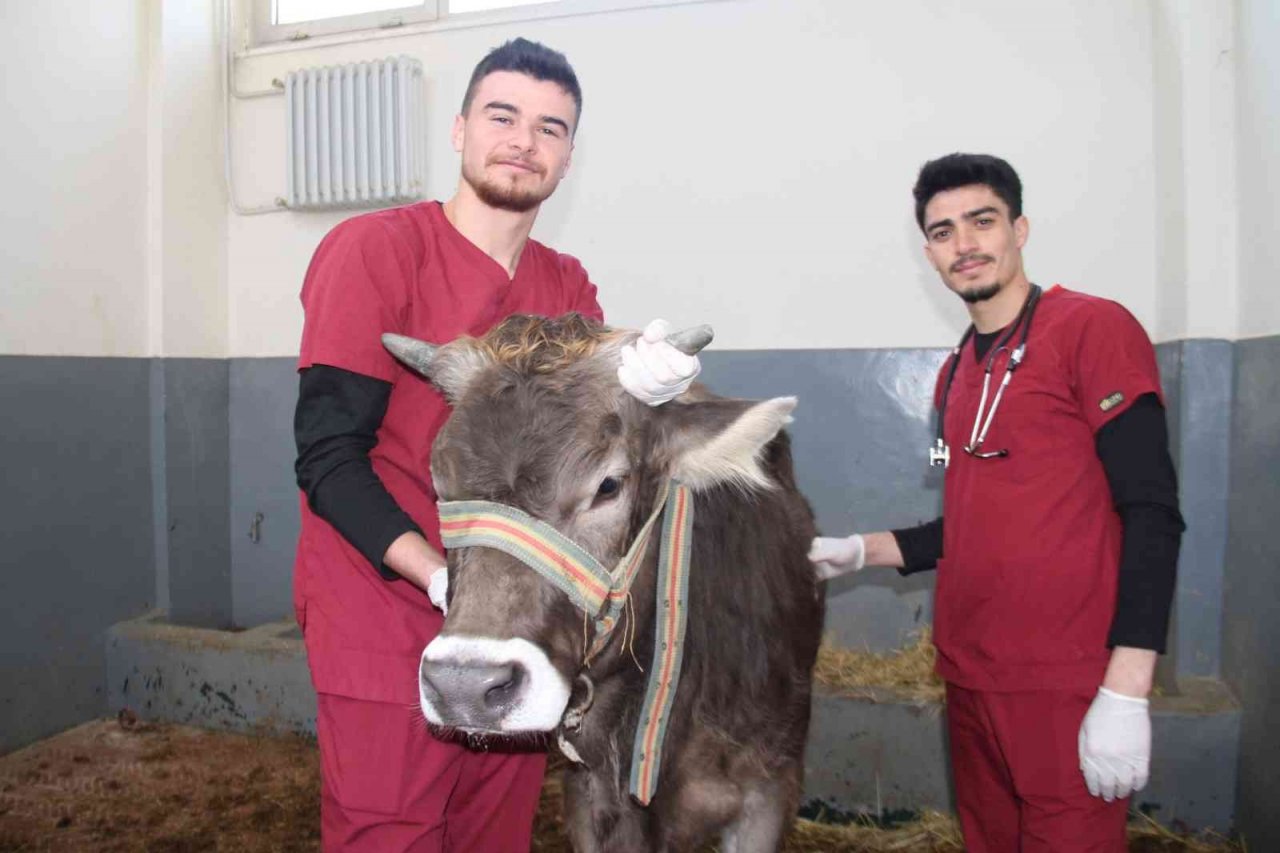 Fırat Üniversitesi Hayvan Hastanesi’nde bir yıl 7 bin 600 hayvan tedavi edildi