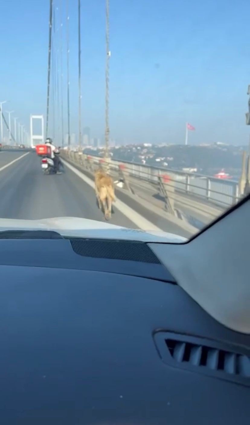 15 Temmuz Şehitler Köprüsünde sokak köpeğini görenler şaşkınlığını gizleyemedi