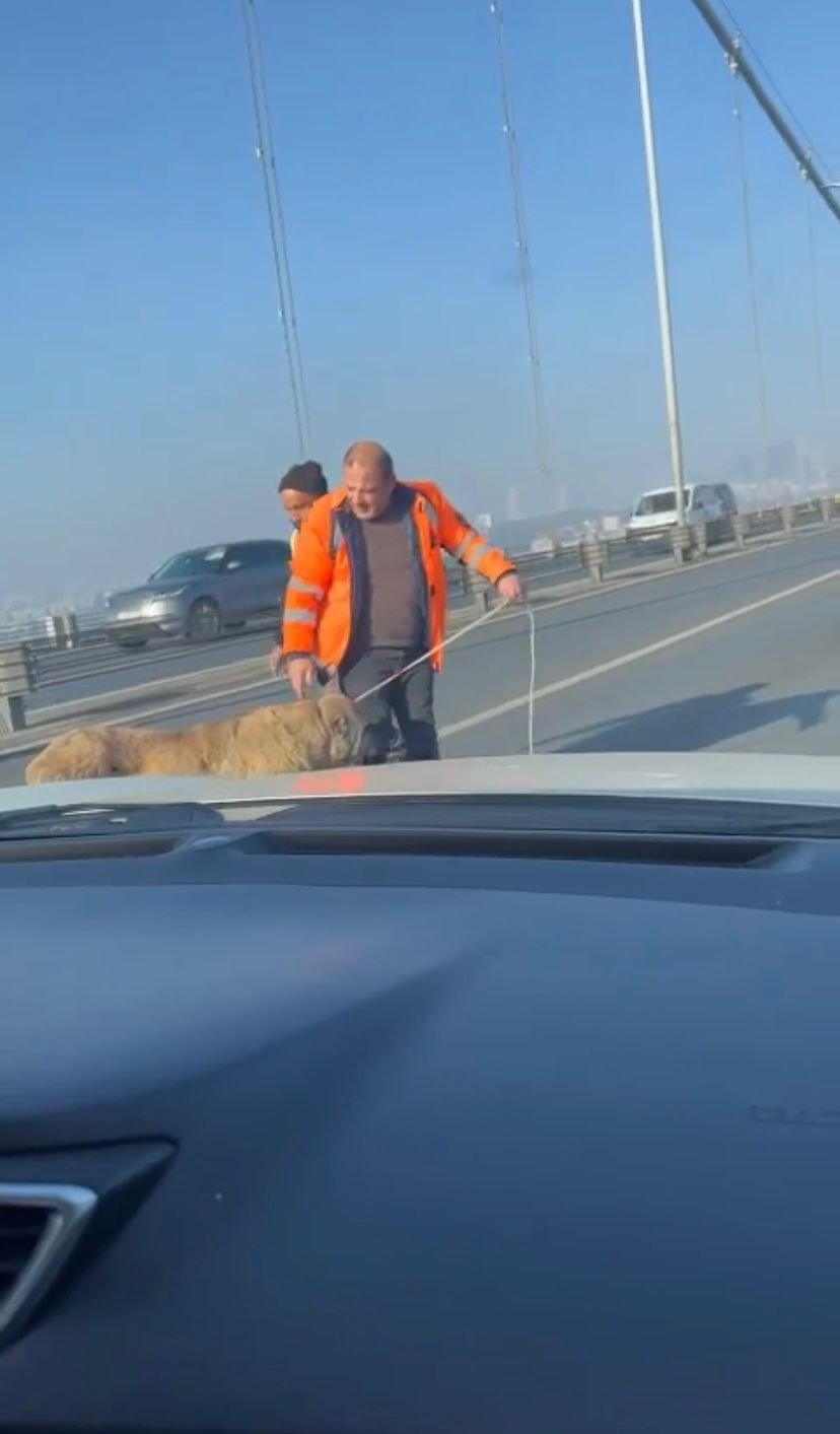 15 Temmuz Şehitler Köprüsünde sokak köpeğini görenler şaşkınlığını gizleyemedi