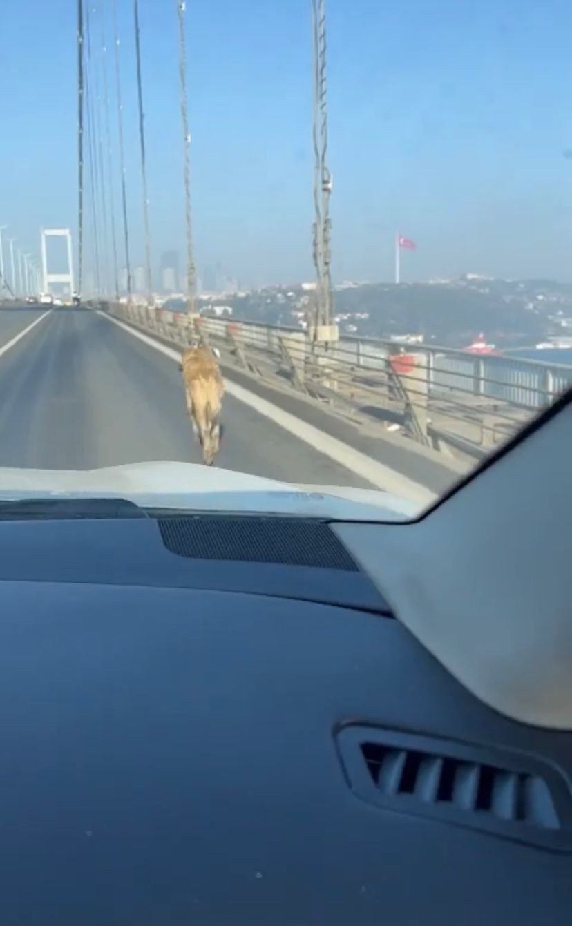 15 Temmuz Şehitler Köprüsünde sokak köpeğini görenler şaşkınlığını gizleyemedi