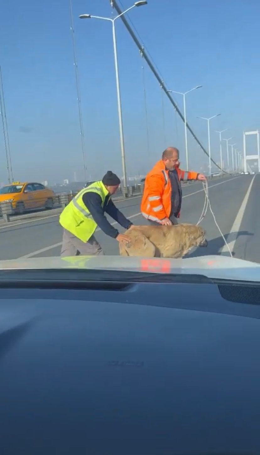 15 Temmuz Şehitler Köprüsünde sokak köpeğini görenler şaşkınlığını gizleyemedi