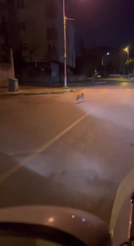 Aç kalan tilki Pendik’e indi