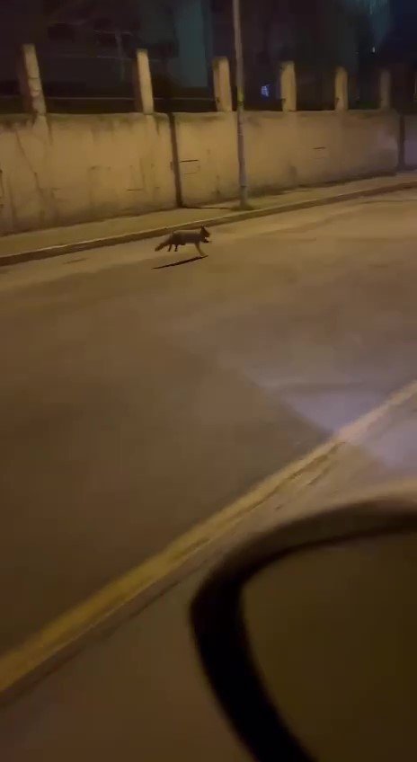 Aç kalan tilki Pendik’e indi