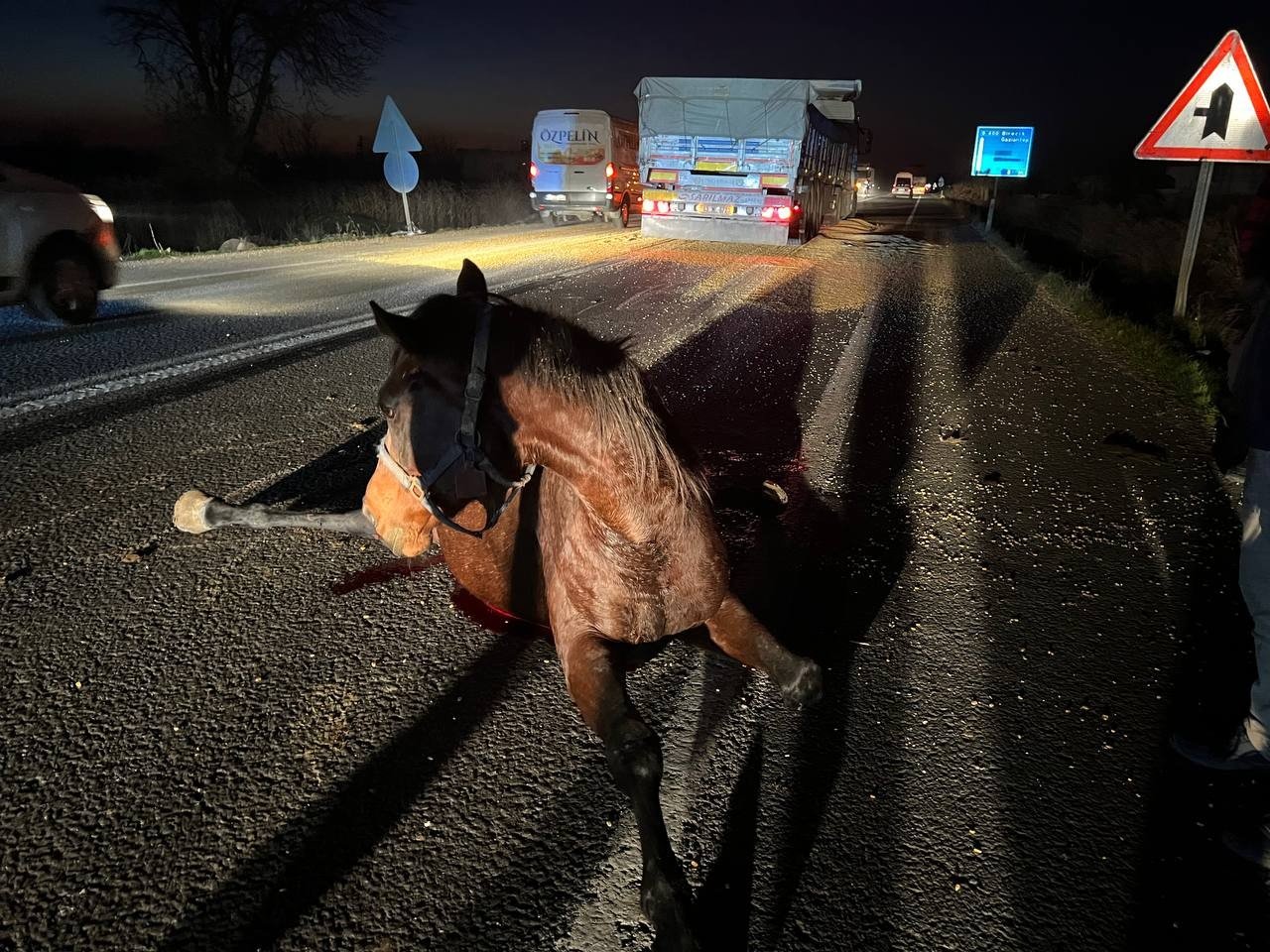 Tırın çarptığı yüzbinlerce liralık 2 yarış atı telef oldu