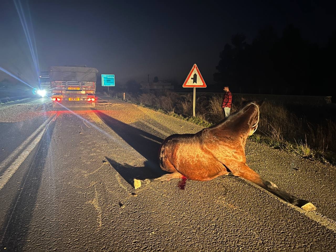 Tırın çarptığı yüzbinlerce liralık 2 yarış atı telef oldu