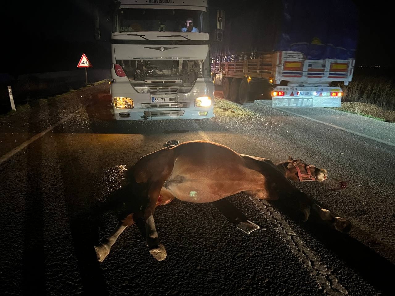 Tırın çarptığı yüzbinlerce liralık 2 yarış atı telef oldu