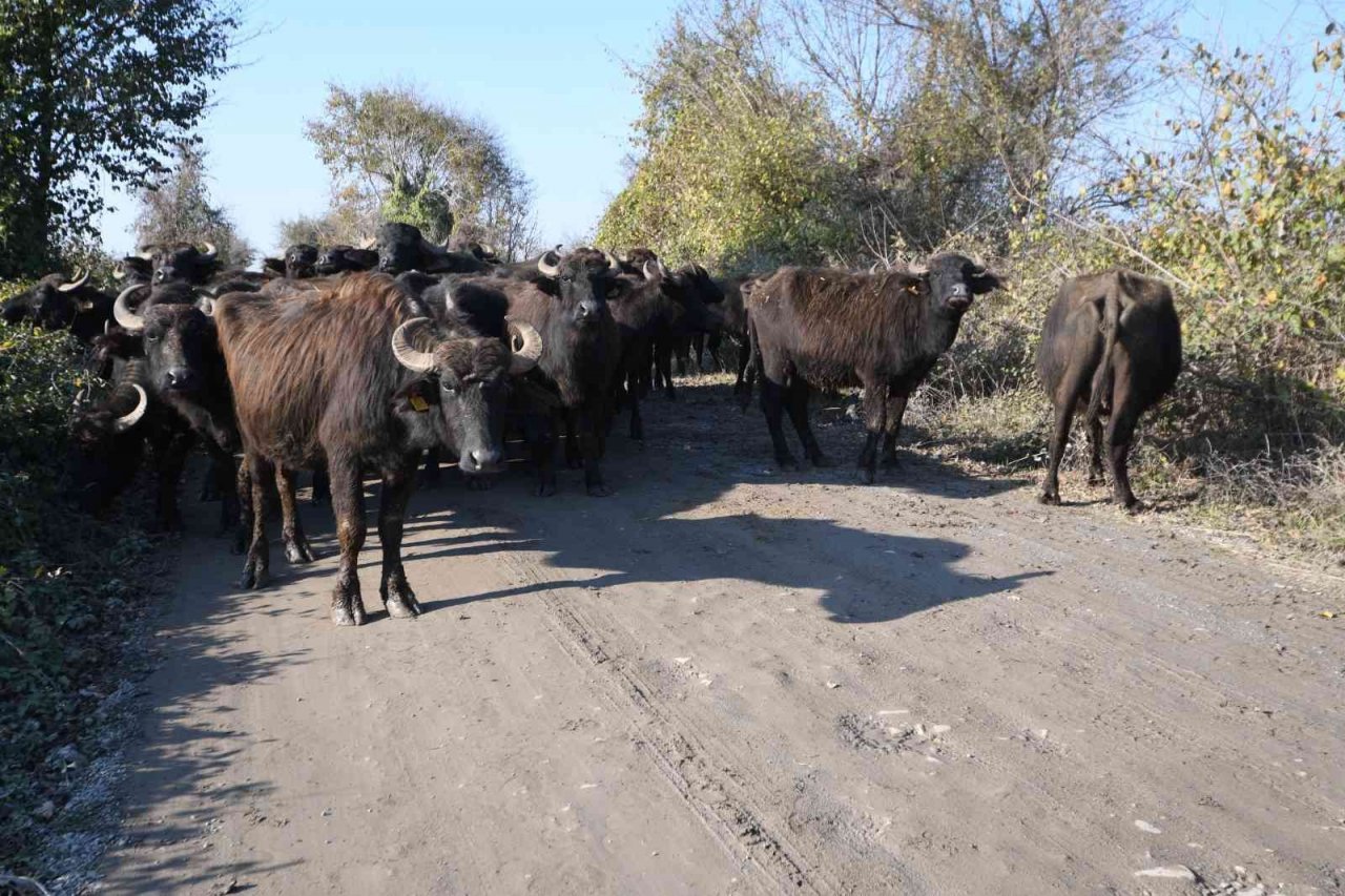 Manda pastırması, sığır pastırmasının yerini alıyor