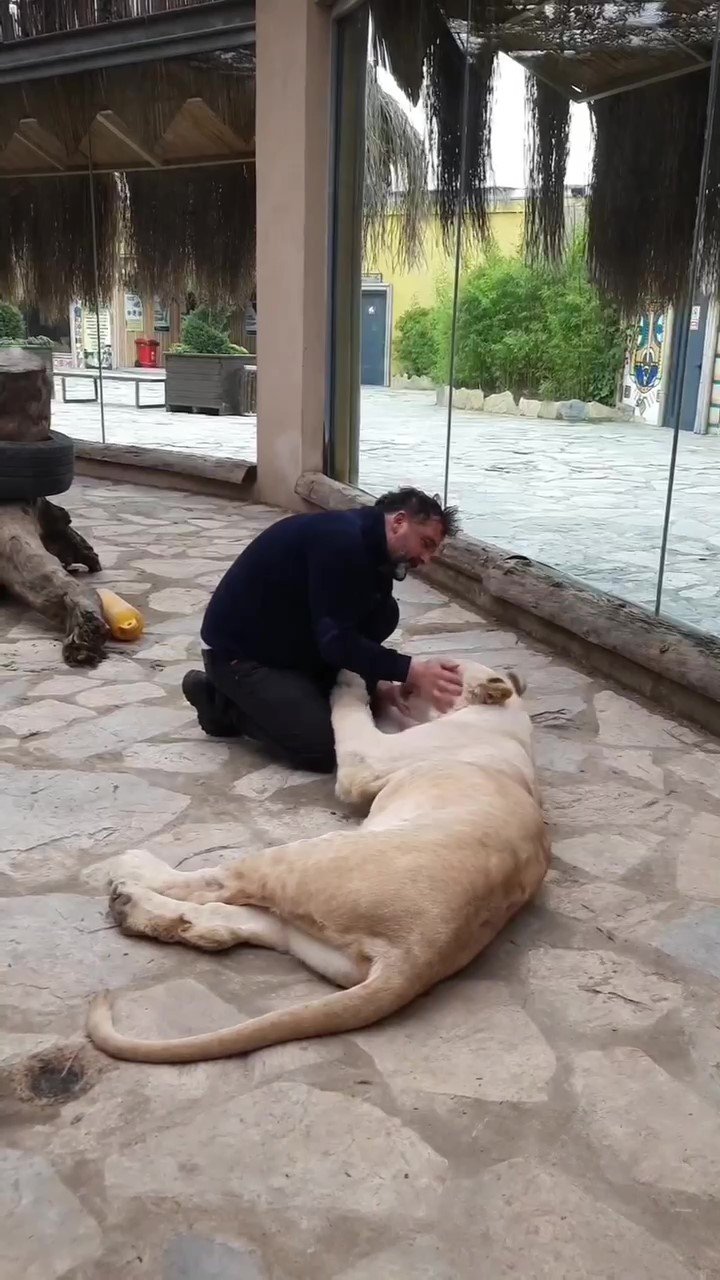 Tuzla’da veteriner ile Angel isimli aslan arasındaki sevgi bağı görenleri şaşırtıyor