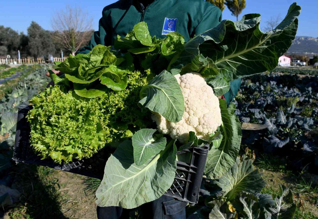Kuşadası Adabahçe’de kış hasadı başladı