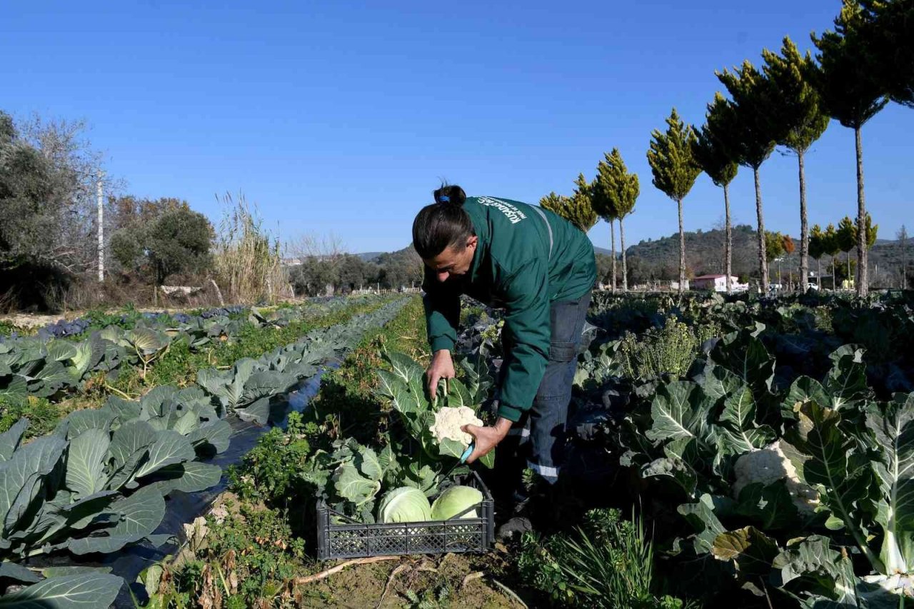 Kuşadası Adabahçe’de kış hasadı başladı