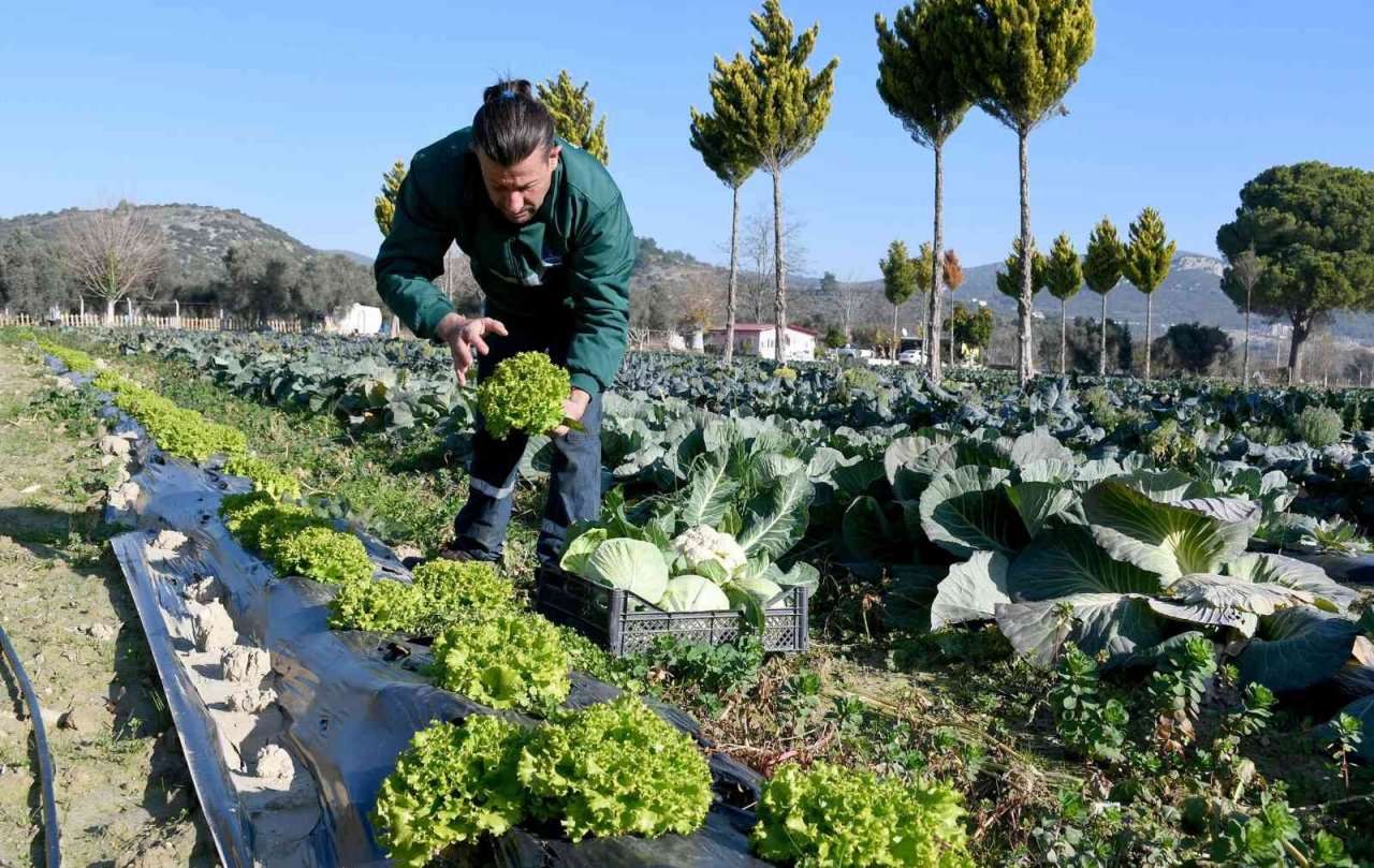 Kuşadası Adabahçe’de kış hasadı başladı
