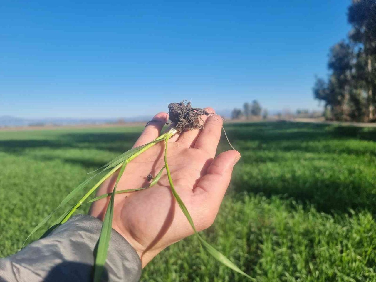 Buğday tarlalarında yaz sıcağı tehdidi