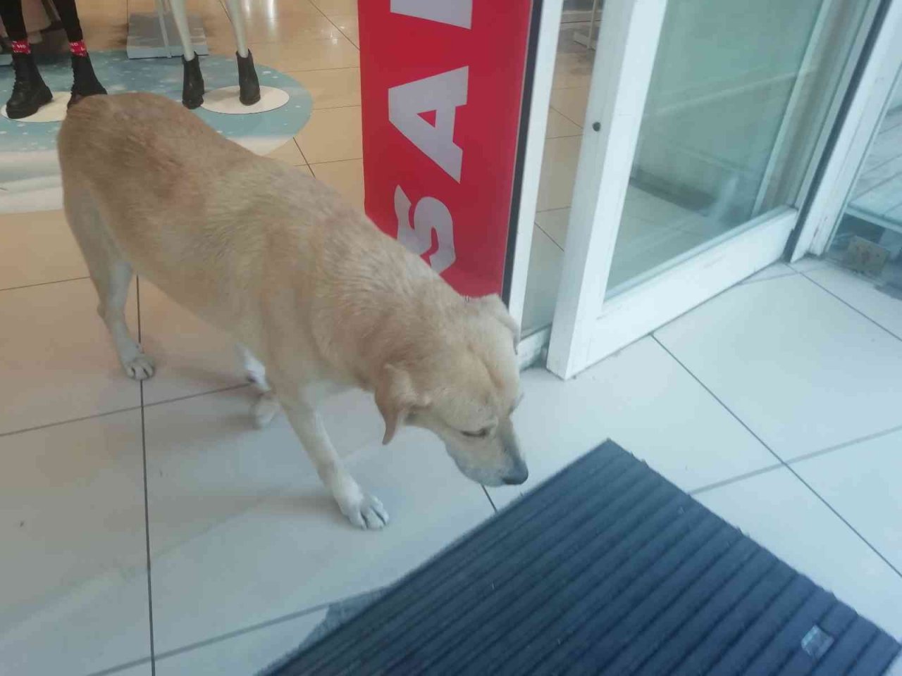 İşletmenin sürekli müşterisi olan sevimli köpek