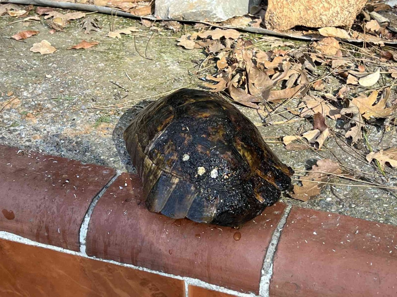 Alanya’da orman yangınında yaklaşık 10 dönüm zarar gördü