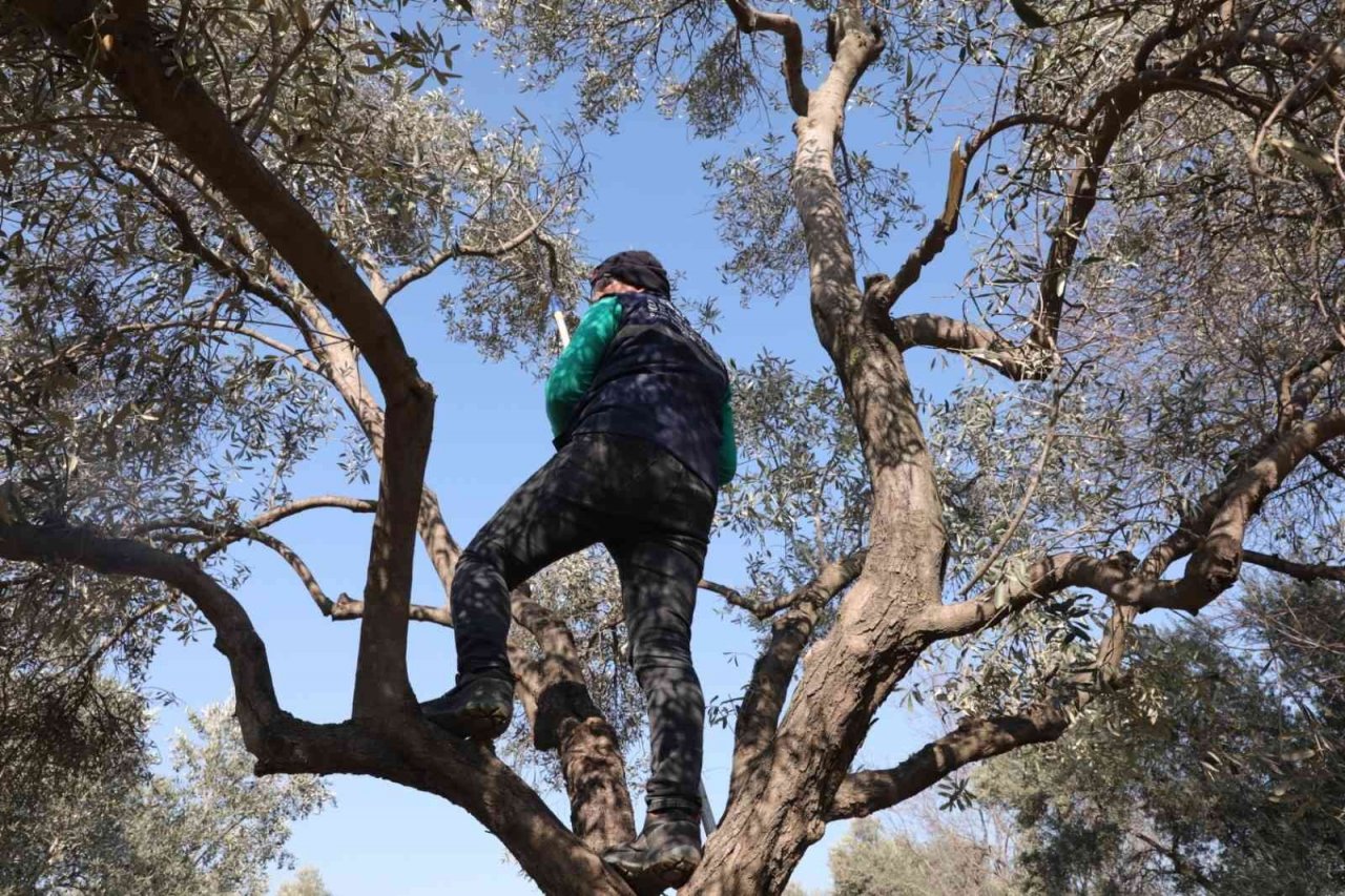 Efeler’de zeytin ağaçları budanmaya başladı