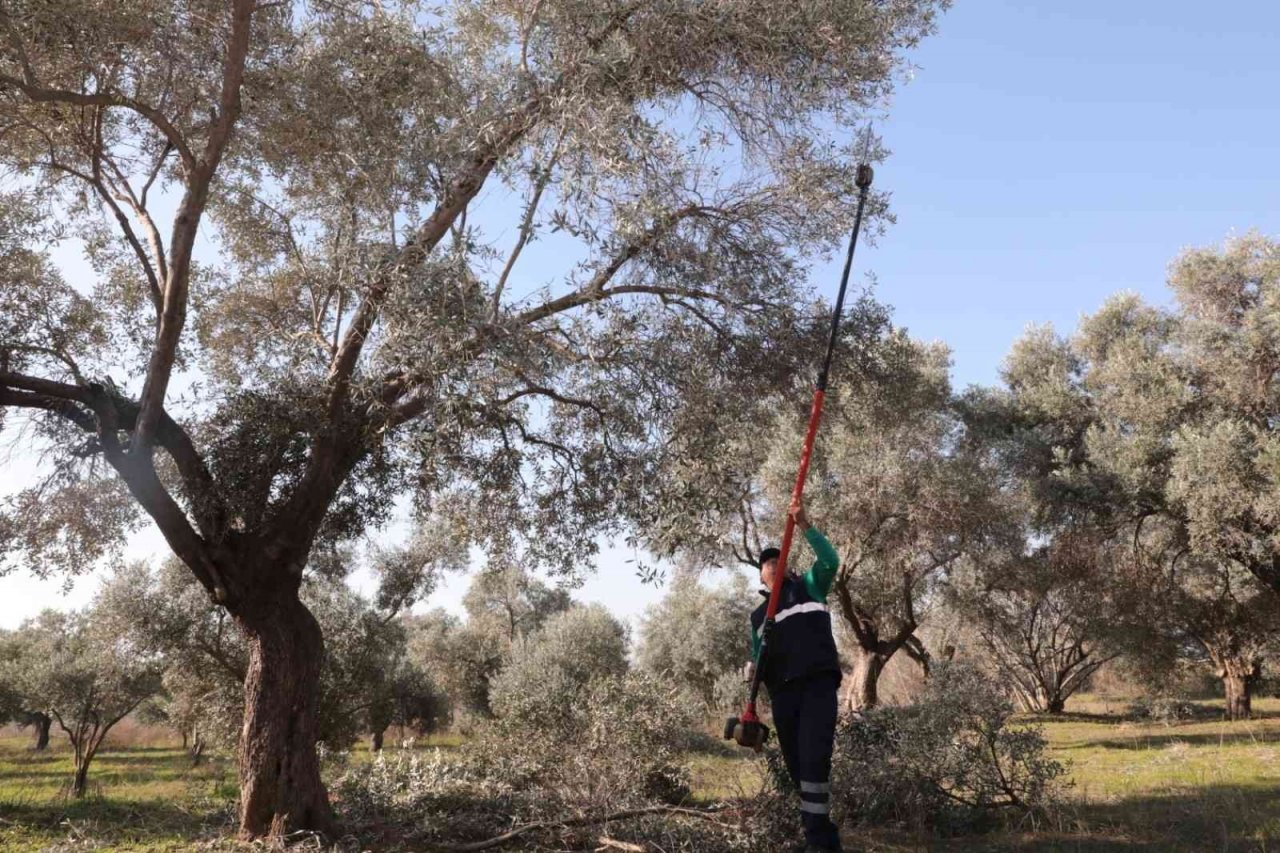 Efeler’de zeytin ağaçları budanmaya başladı