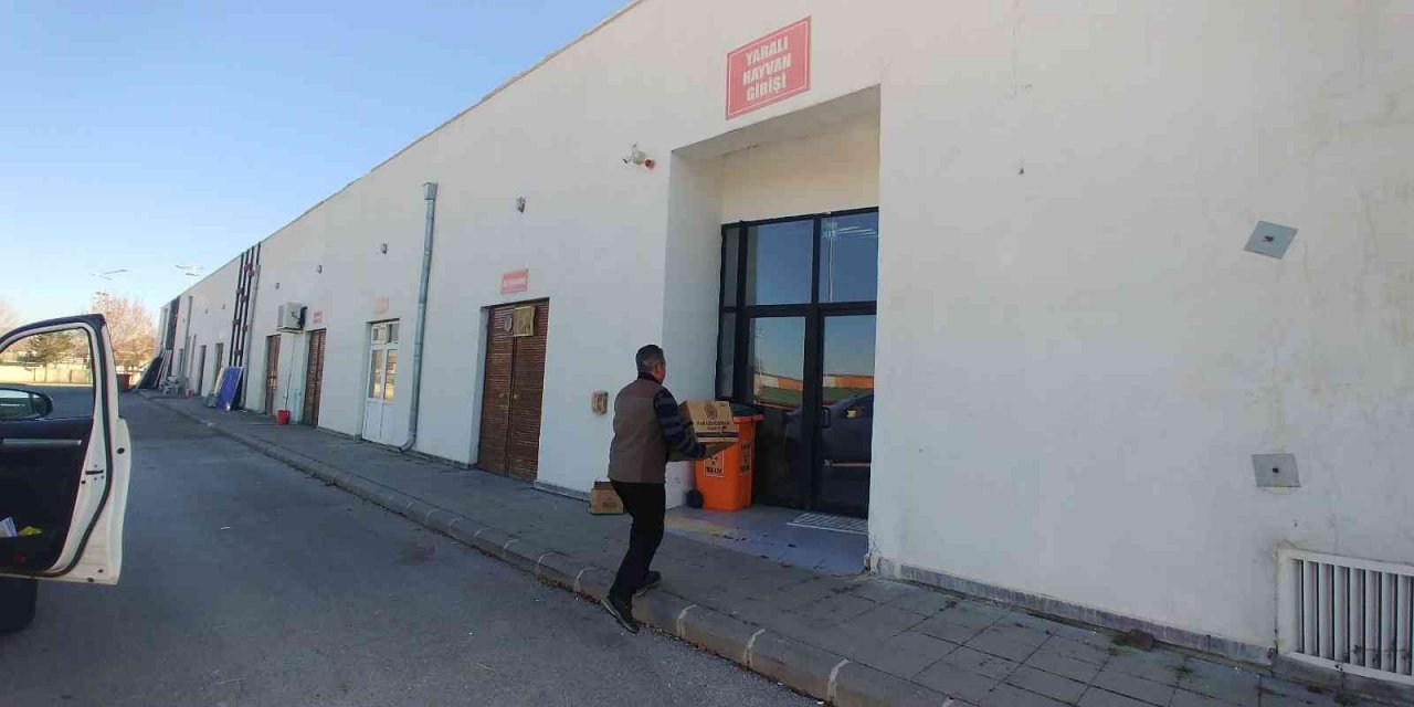 Yaralı baykuş tedavi altına alındı