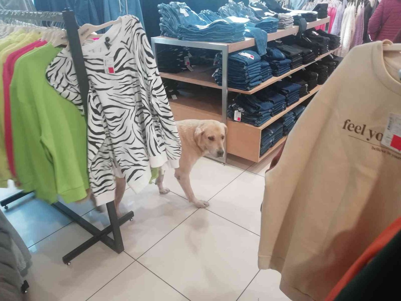 İşletmenin sürekli müşterisi olan sevimli köpek