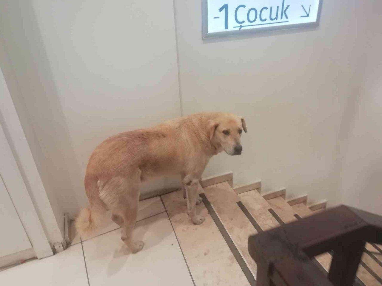 İşletmenin sürekli müşterisi olan sevimli köpek