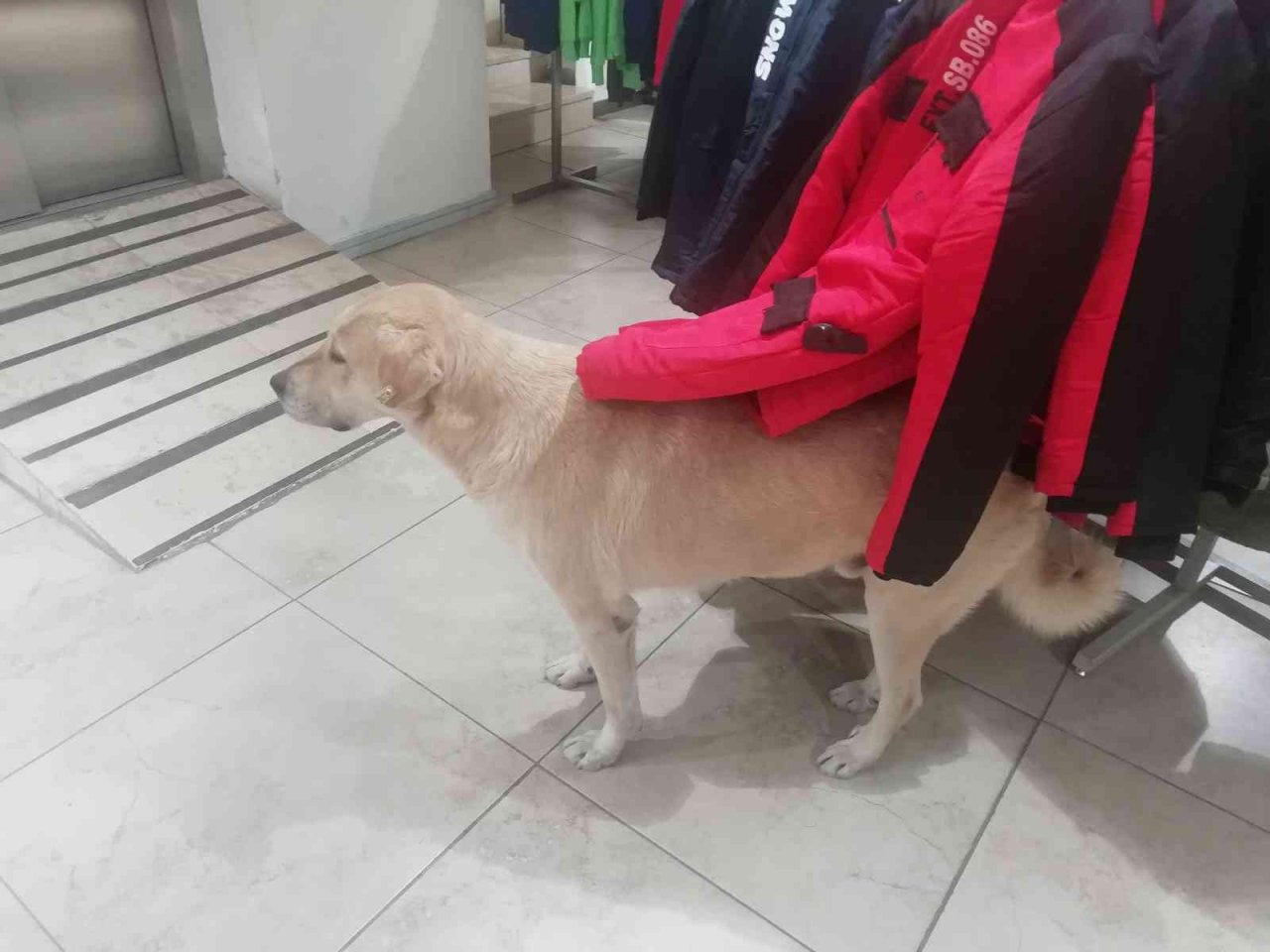 İşletmenin sürekli müşterisi olan sevimli köpek